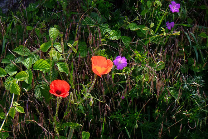 Klatschmohn und Rote Lichtnelke - beide rot, aber welch ein Unterschied! Foto P. Welker am 18.05.2018