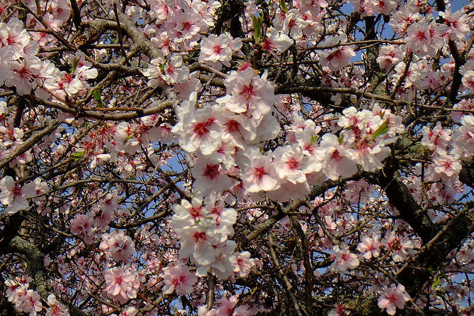 Mandelblüte