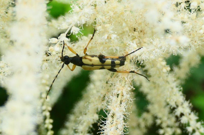 Bockkäfer Lepturus maculata