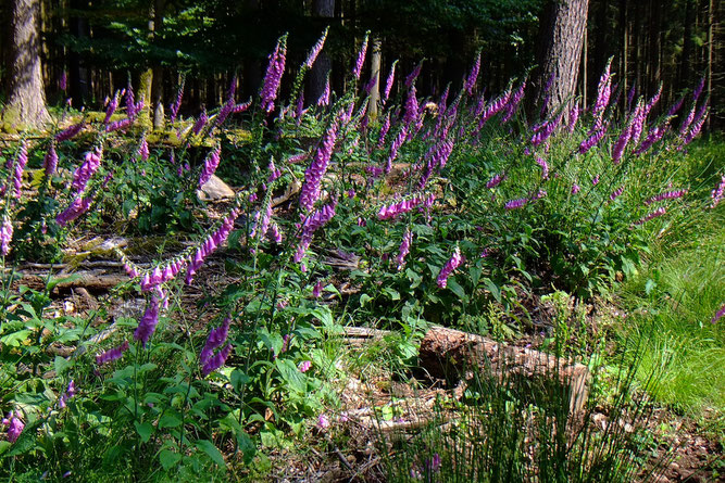 Ein Männlein steht im Walde