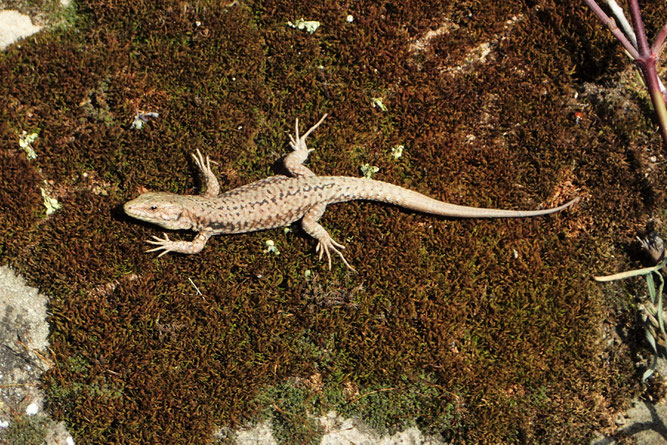 Albino-Eidechse?