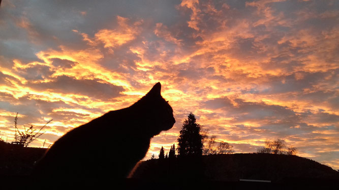 Meine Katze im Morgenrot (Bild von Eliane Pedal)