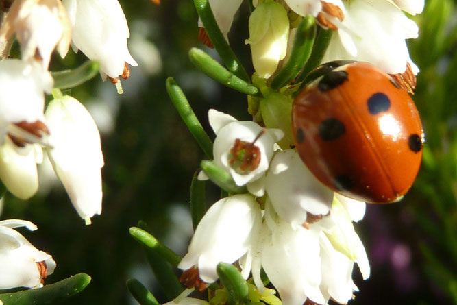 Marienkäfer (Coccinella septempunctata)