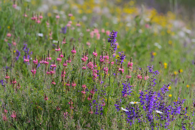 Wilde heimische Kräuter im Mai