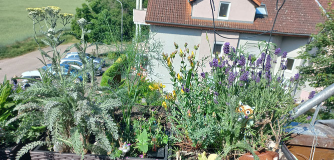 Blumenkastenbepflanzung Südseite