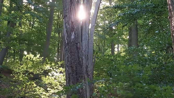 Lichtdurchfluteter Totholzbaum