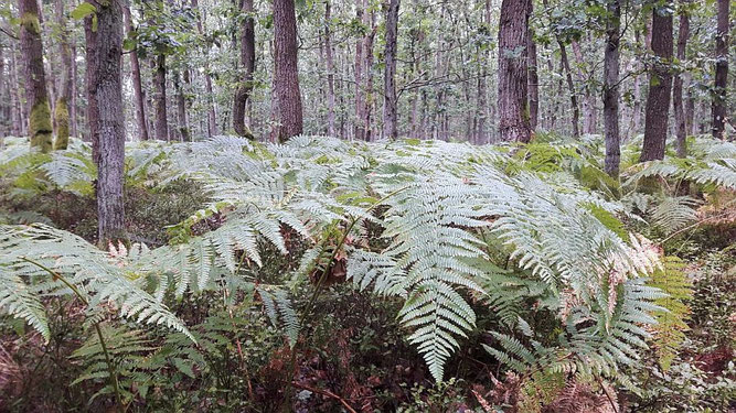 An den Ufern des Langhagensees | Foto: K. Krause 2021, Wooster Teerofen