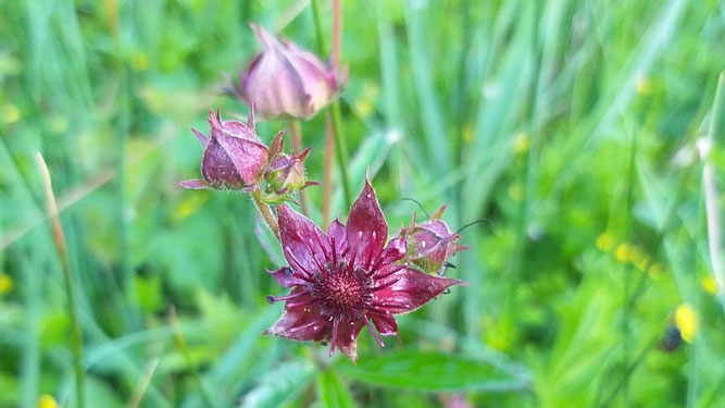 Die geöffnete Blüte eines Sumpfblutauges