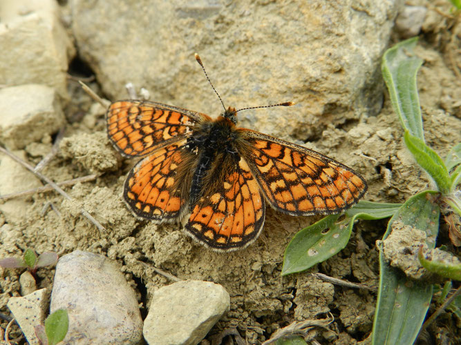 Goldener Scheckenfalter. Foto: S. Löw