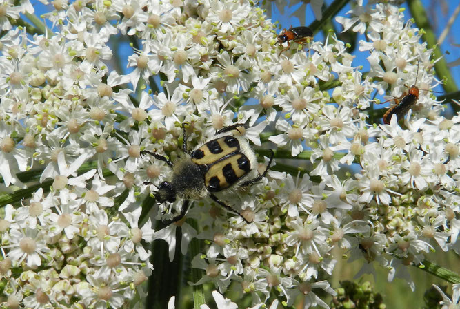 Pinselkäfer. Foto: S. Löw