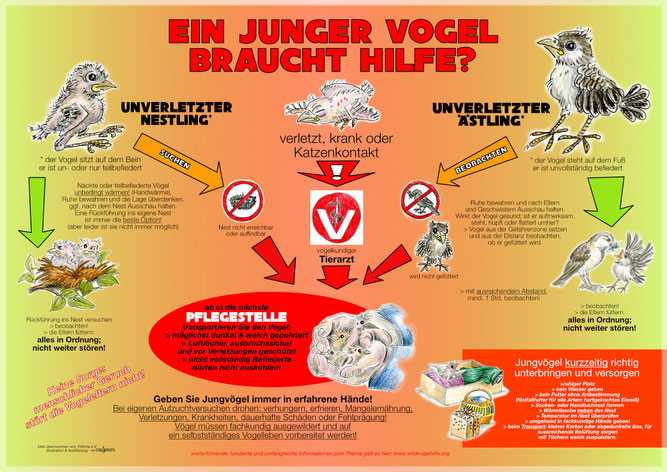 so geht es richtig nabu kreisverband darmstadt