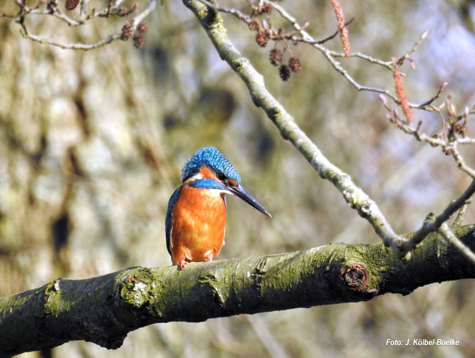 Eisvogel am Sulinger Stadtsee - Foto:  NABU Sulingen/Jutta Kölbel-Boelke