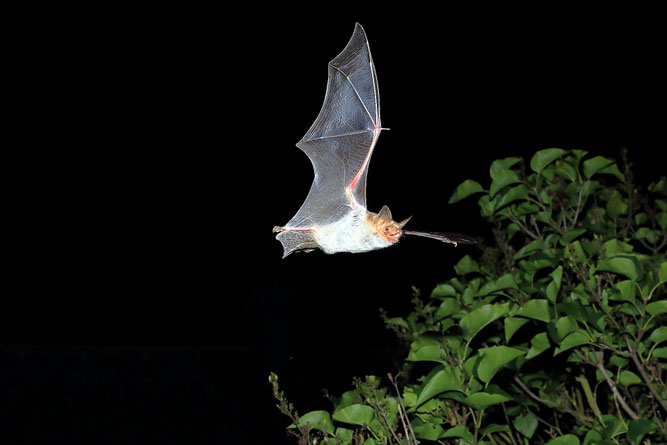 Fledermaus Sulingen