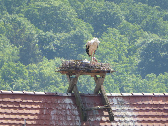 Foto: NABU/ M.Rösler