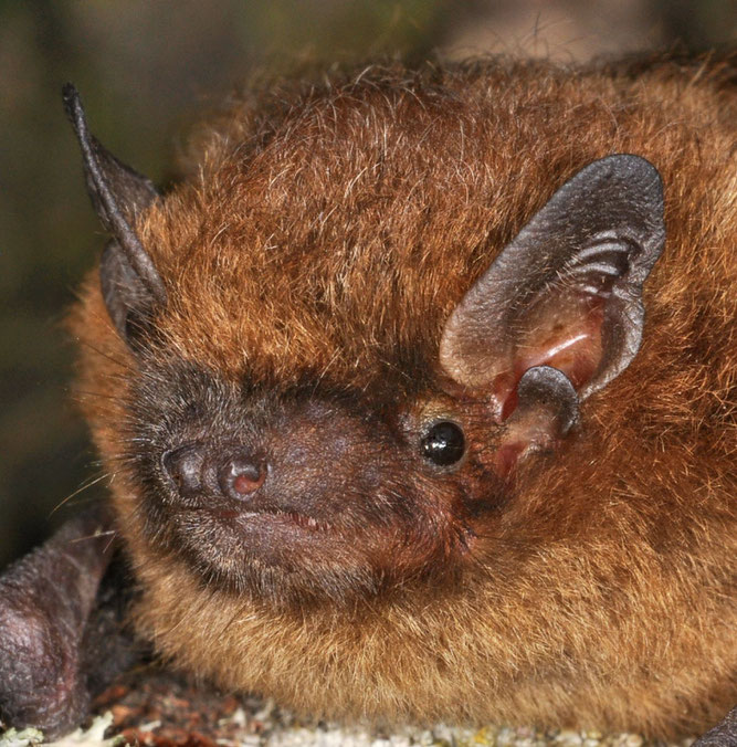 Mückenfledermaus (Pipistrellus pygmaeus) - Foto: Eckhard Grimberger
