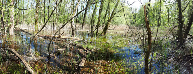 Weiherwald nach Hochwasser 2020, C. Buchta