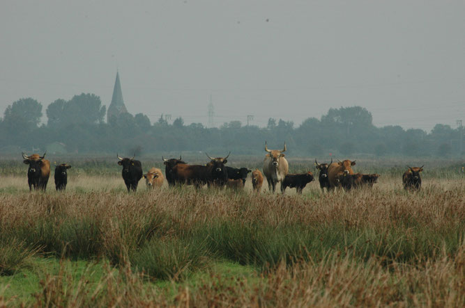 Heckrinder vom NABU-Woldenhof