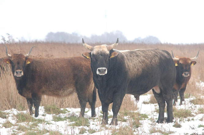 Auerochsen im winterlichen Beweidungsgebiet. Foto:NABU