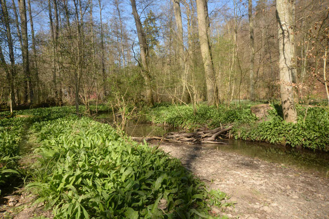 Naturdenkmal Auwald am Buchenbächle