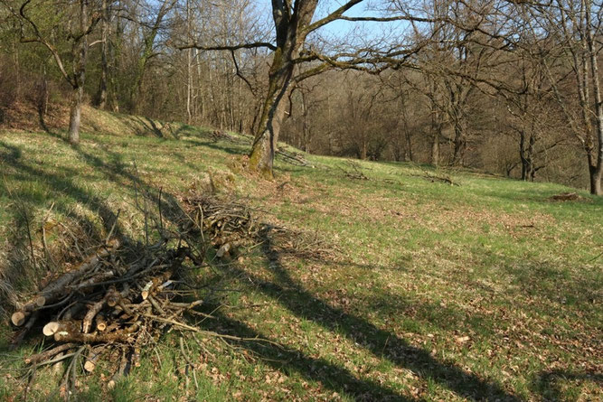 Goldrutenwiese vor dem Arbeitseinsatz