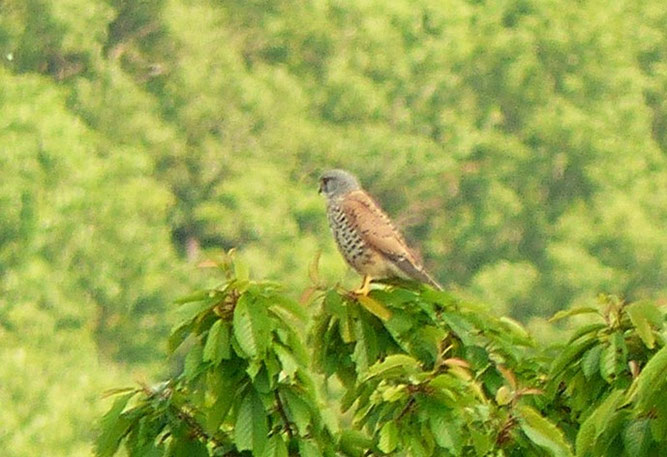 Turmfalke