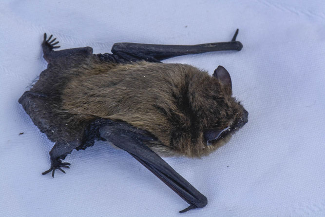 Zwergfledermaus, Foto: Axel Prehl