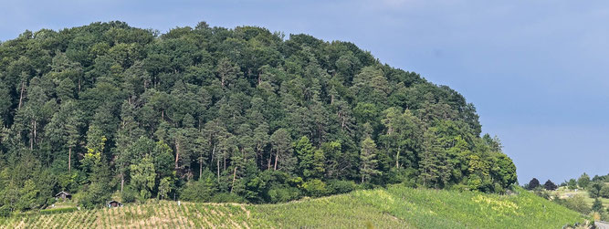 Haselstein mit Steppenheide