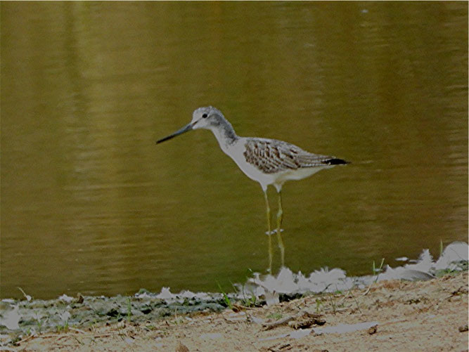 Grünschenkel, Foto Horst Schlüter