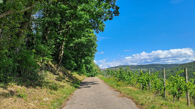 Geologischer Aufschluss und Steppenheide über den Weinbergen