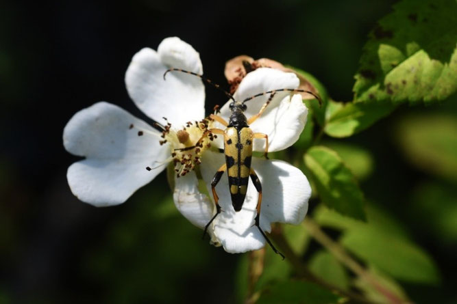 Gefleckter Schmalbock, Foto: Daniel Baier