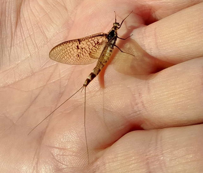 Eintagsfliege, Foto: C. Zimmermann
