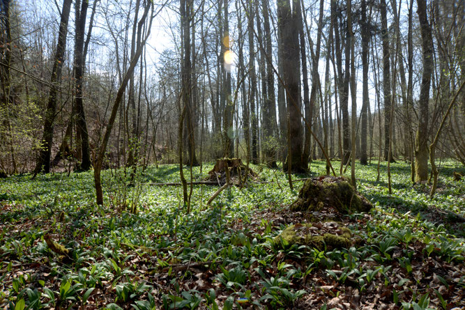 Geologischer Aufschluss und Steppenheide über den Weinbergen
