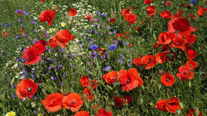 Hauswiese, gesehen in Wierschem