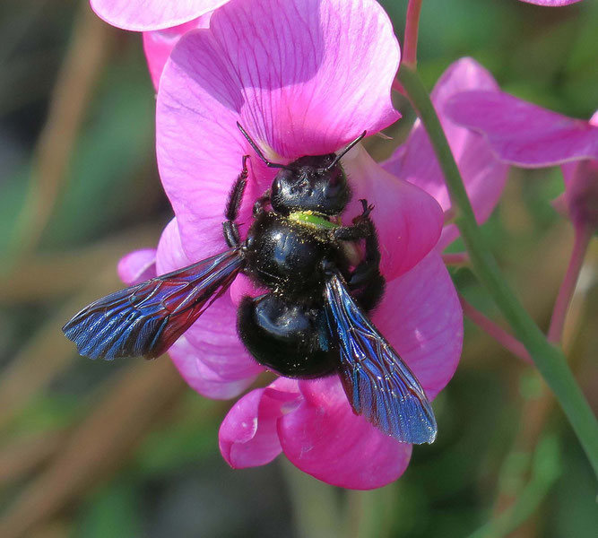 Schwarzblaue Holzbiene auf Wicke