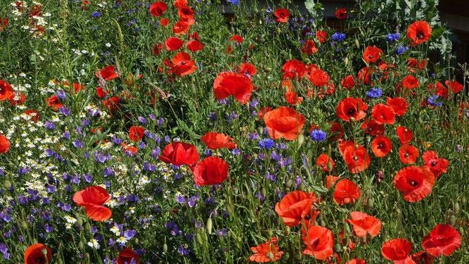 Hauswiese, gesehen in Wierschem