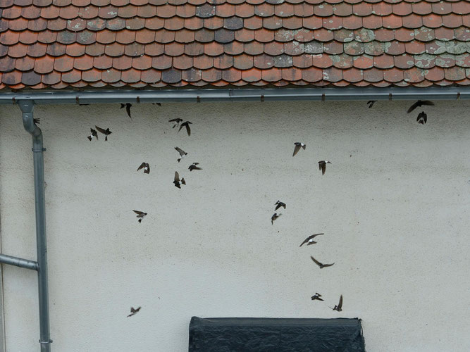 Ca. 2 Dutzend Vögel in verschiedenen Flugphasen vor einer weißen Hauswand