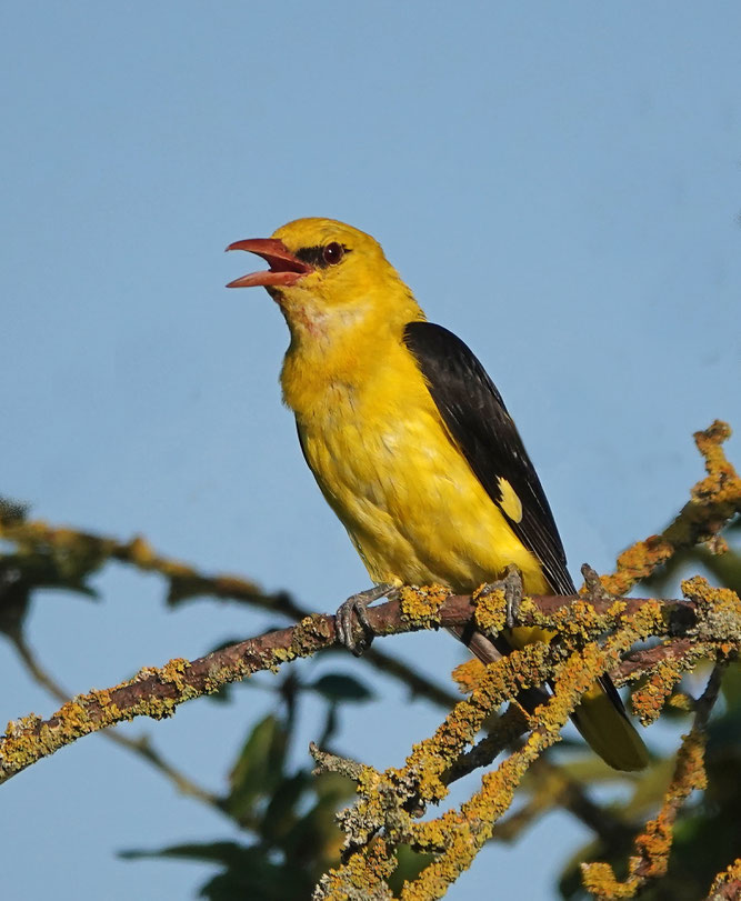 Pirol (Foto: Heide Schiffbauer)