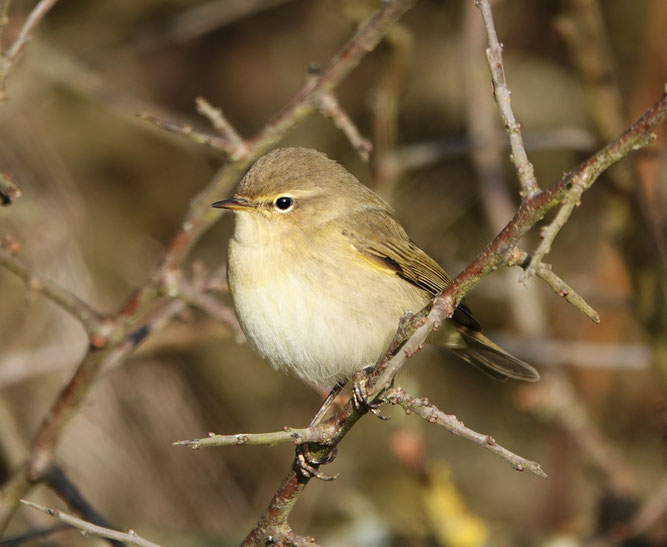 Waldlaubsänger (Foto: Heide Schiffbauer)
