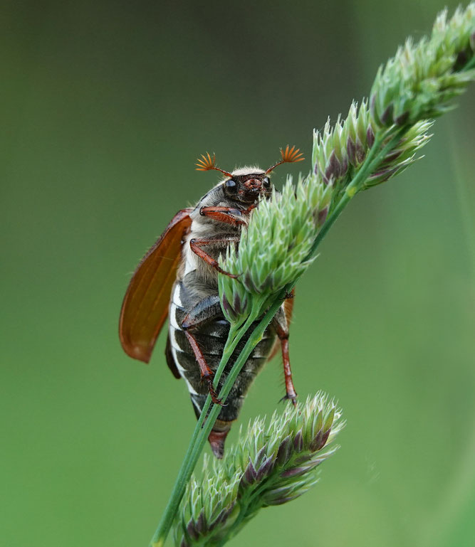 Zilpzalp (Foto: Heide Schiffbauer)