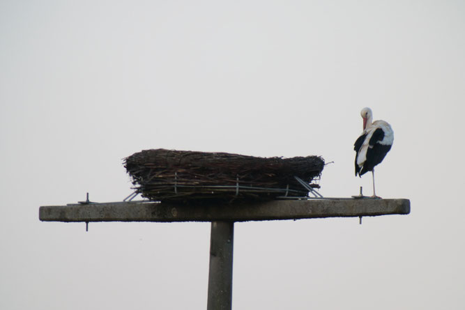 Weißstorch, Storchennest, Nisthilfe