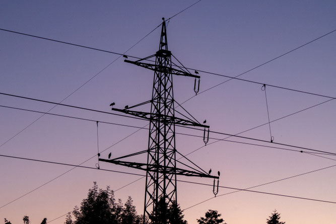 Strommast im Abendlicht, Silhouette von neun Störchen