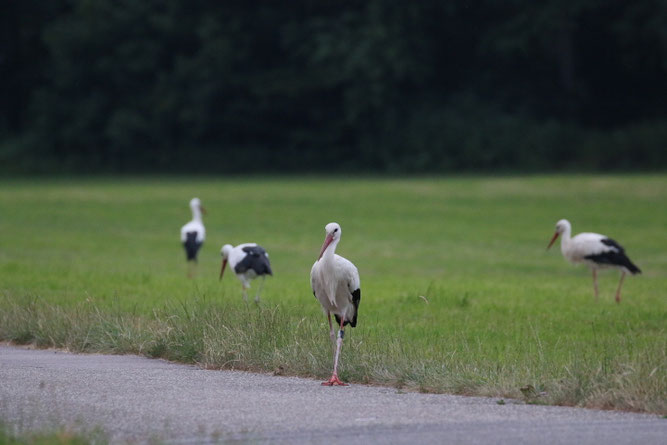Störche im Wiesental (Foto: B. Budig)