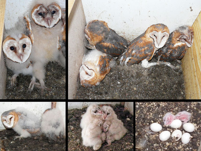 Bild 5: Bilder von der Entwicklung der Jungvögel in den Nistkästen