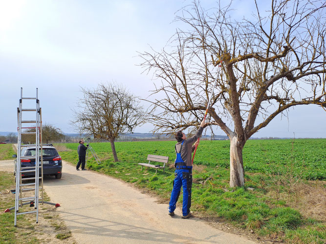 NABU Lützellinden Mitglieder bei der Obstbaumpflege
