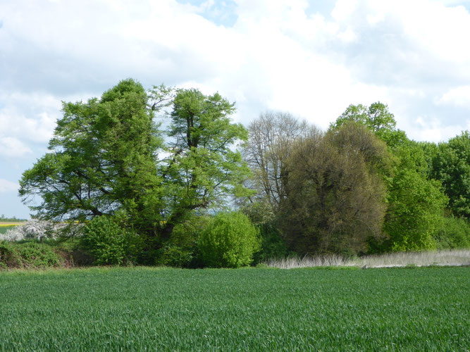 Die drei Linden an der Zechbachquelle in Lützellinden prägend das Landschaftsbild seit Jahrhunderten. Foto: Wikimedia/CC