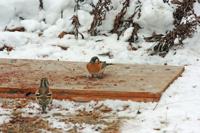2 Bergfinken als besondere Wintergäste (Foto: H. Gille)