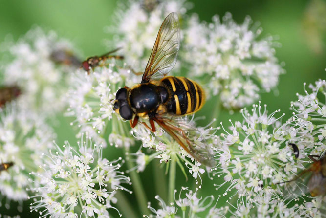  Schwebfliege. Foto Stefan Kress / NABU Stuttgart