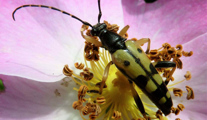 Gefleckter Schmalbockkäfer,  Leptura maculata. Foto: Stefan Kress/NABU Stuttgart