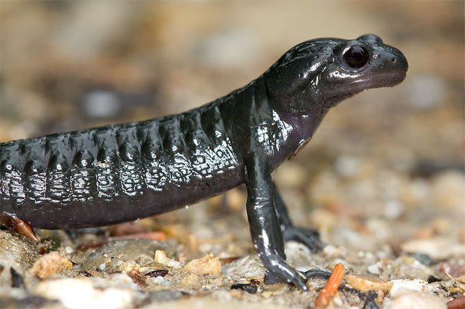  Foto: Alpensalamander, NABU Frank Derer