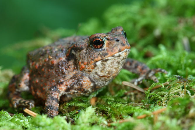 Foto: Erdkröte, Frank Derer/NABU Stuttgart